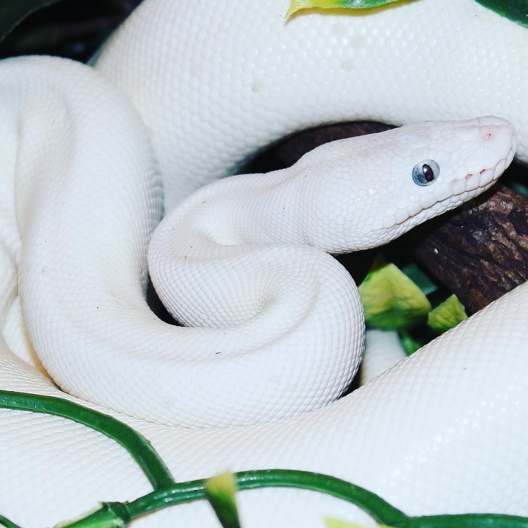 Королевский питон альбинос