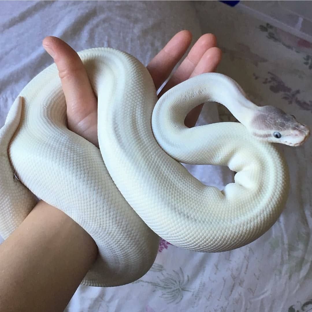 Королевский питон морфы