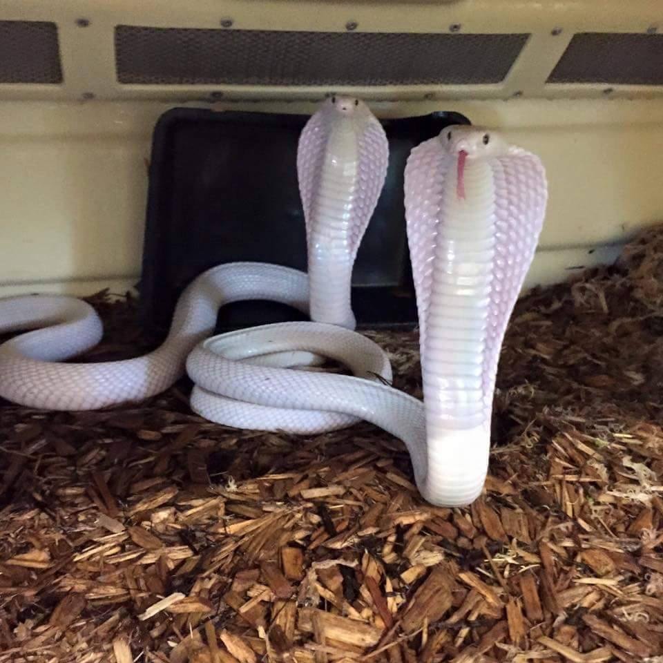 Королевская змея альбинос