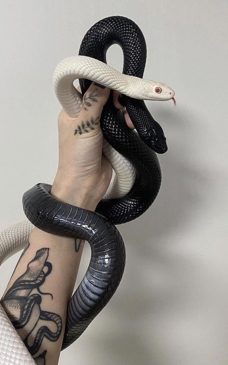 Змея Техасский полоз