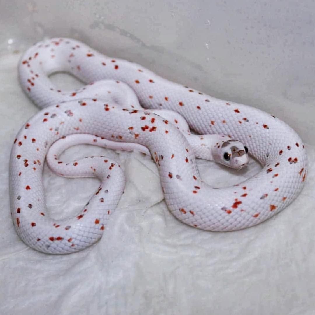 Королевский питон pied