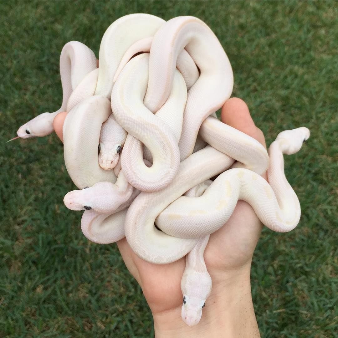 Техасский полоз леуцист