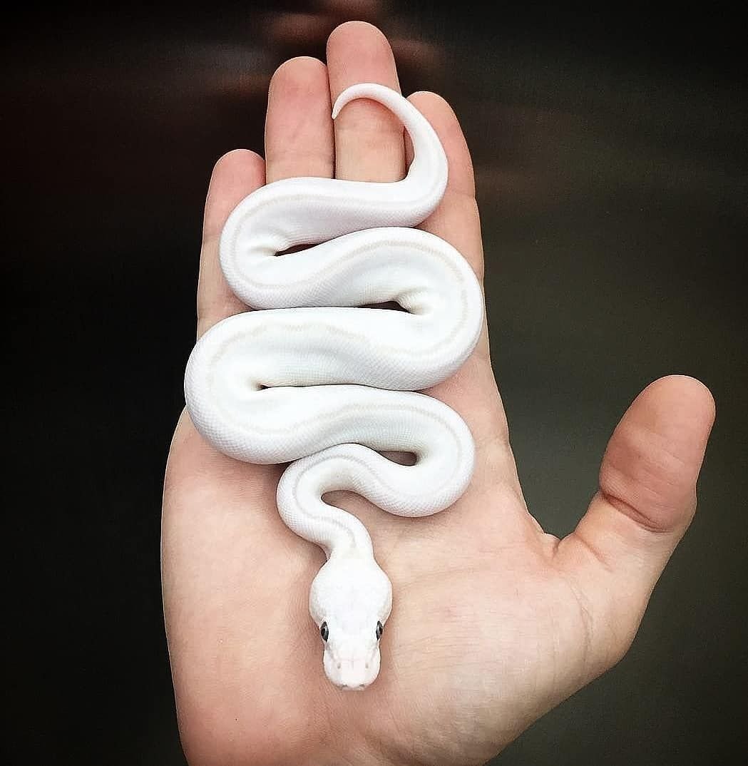 Змея альбинос Королевская Кобра