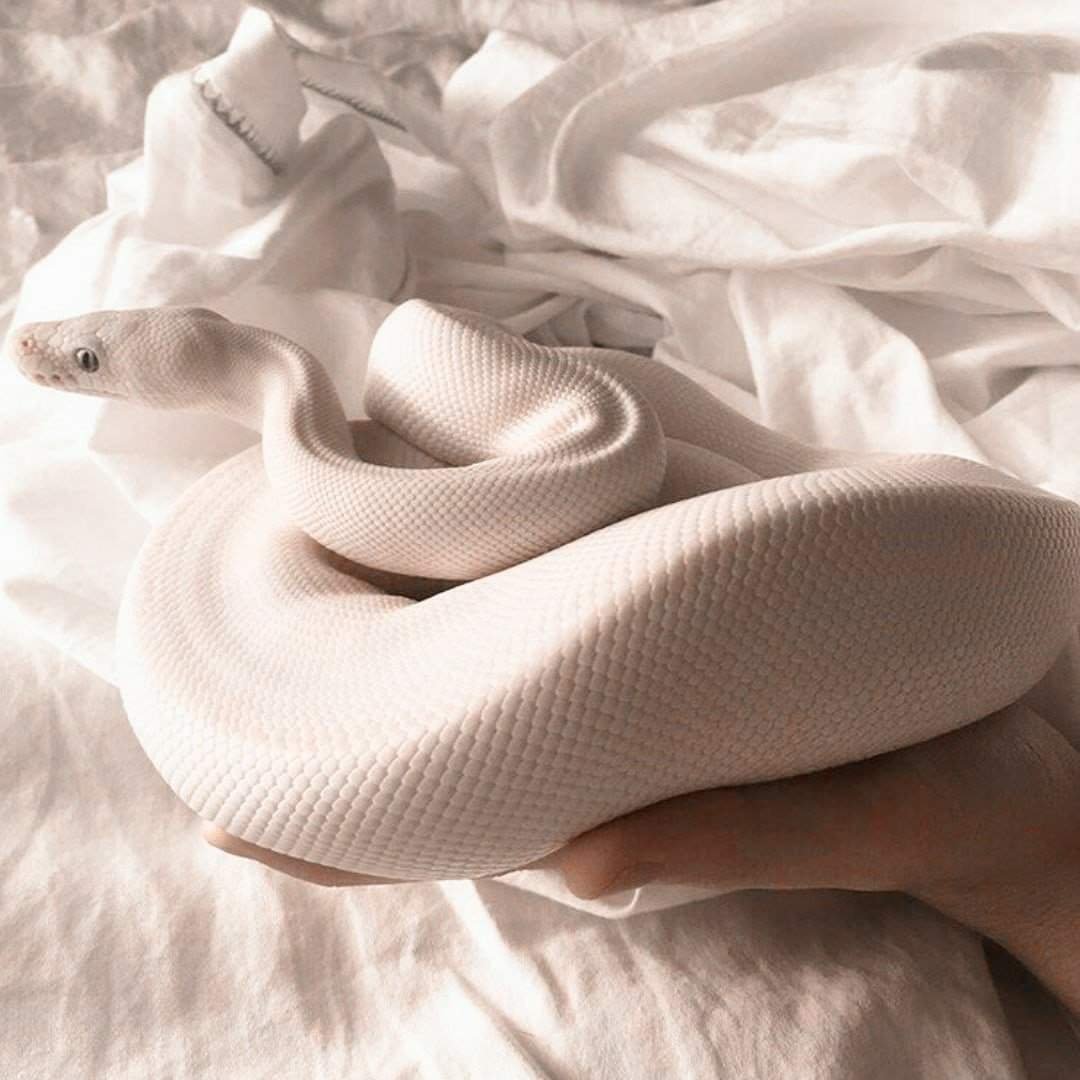 Питон леуцист