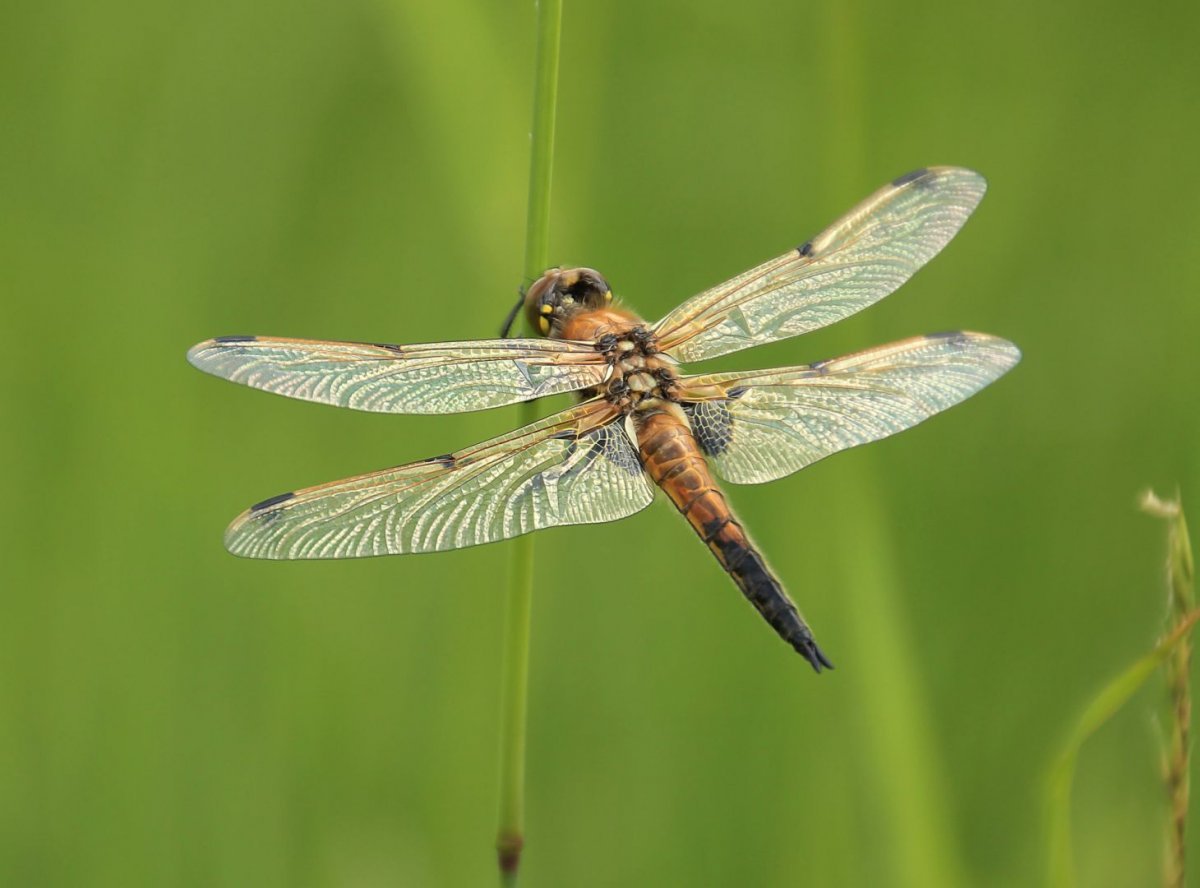 Стрекоза энтомология