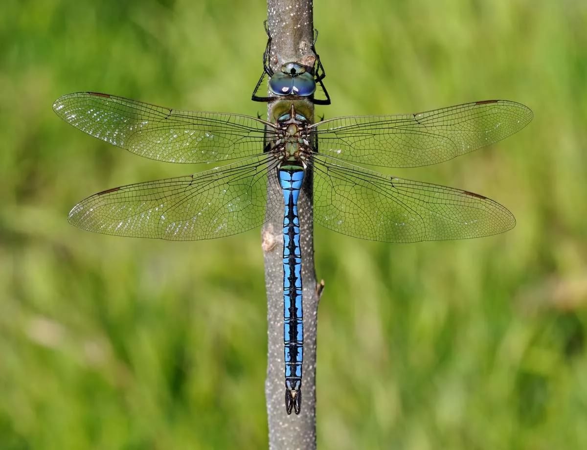 Дозорщик-Император (Anax Imperator)