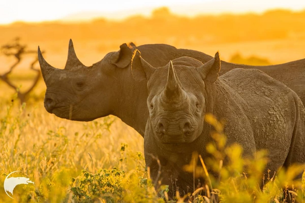 Носорог природная зона. Африканский черный носорог. Белый носорог. Нос носорога. Африканский черный носорог и люди.