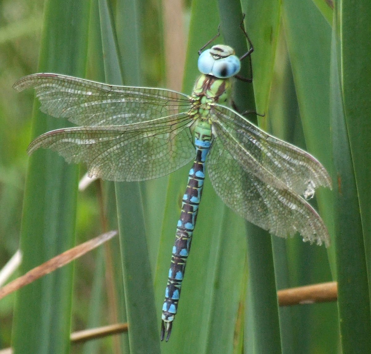 Aeshna cyanea