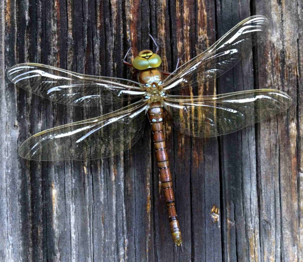 Стрекоза большое коромысло