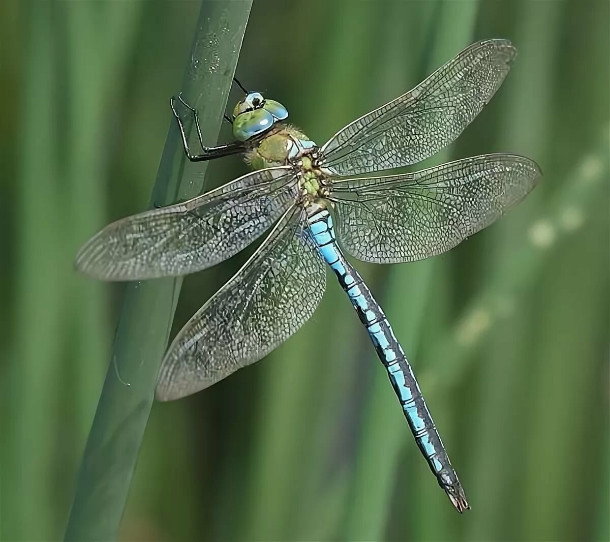 Дозорщик-Император (Anax Imperator)
