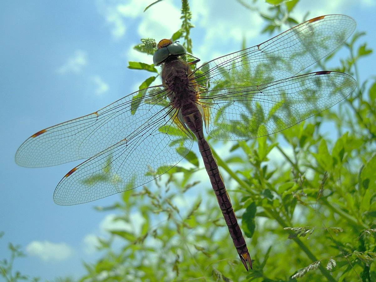 Стрекоза Aeshnidae