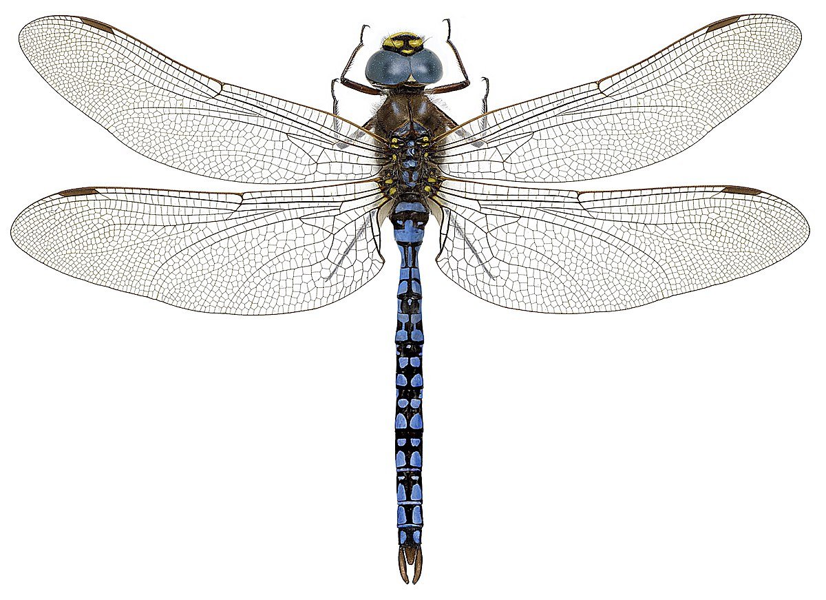 Aeshna caerulea