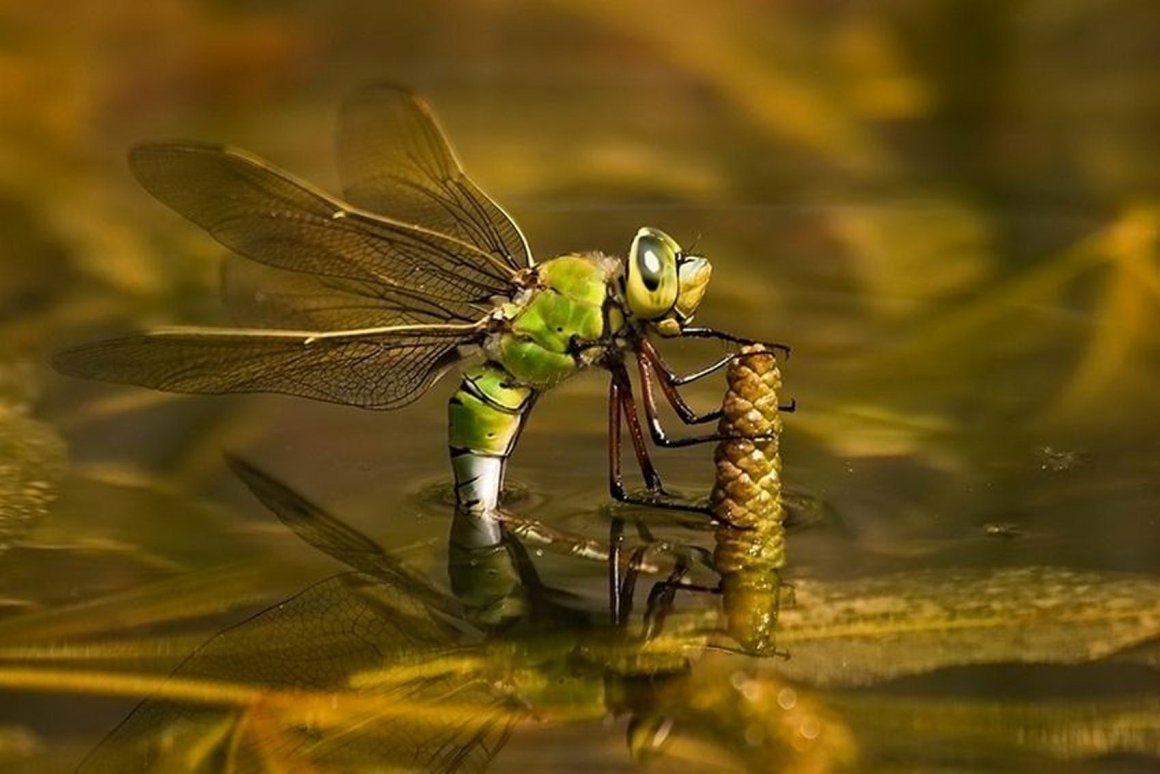 Стрекоза хищное насекомое