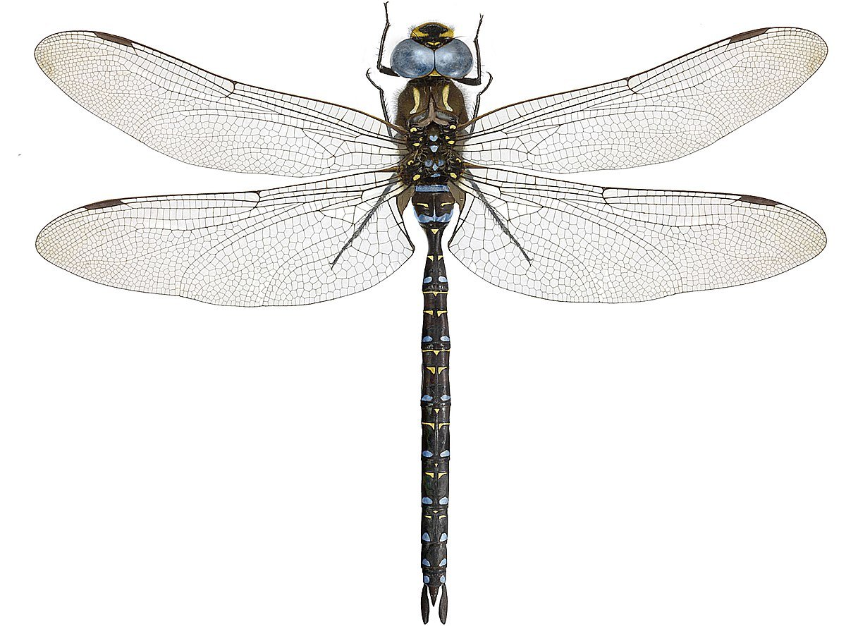 Коромысло пильчатое Стрекоза