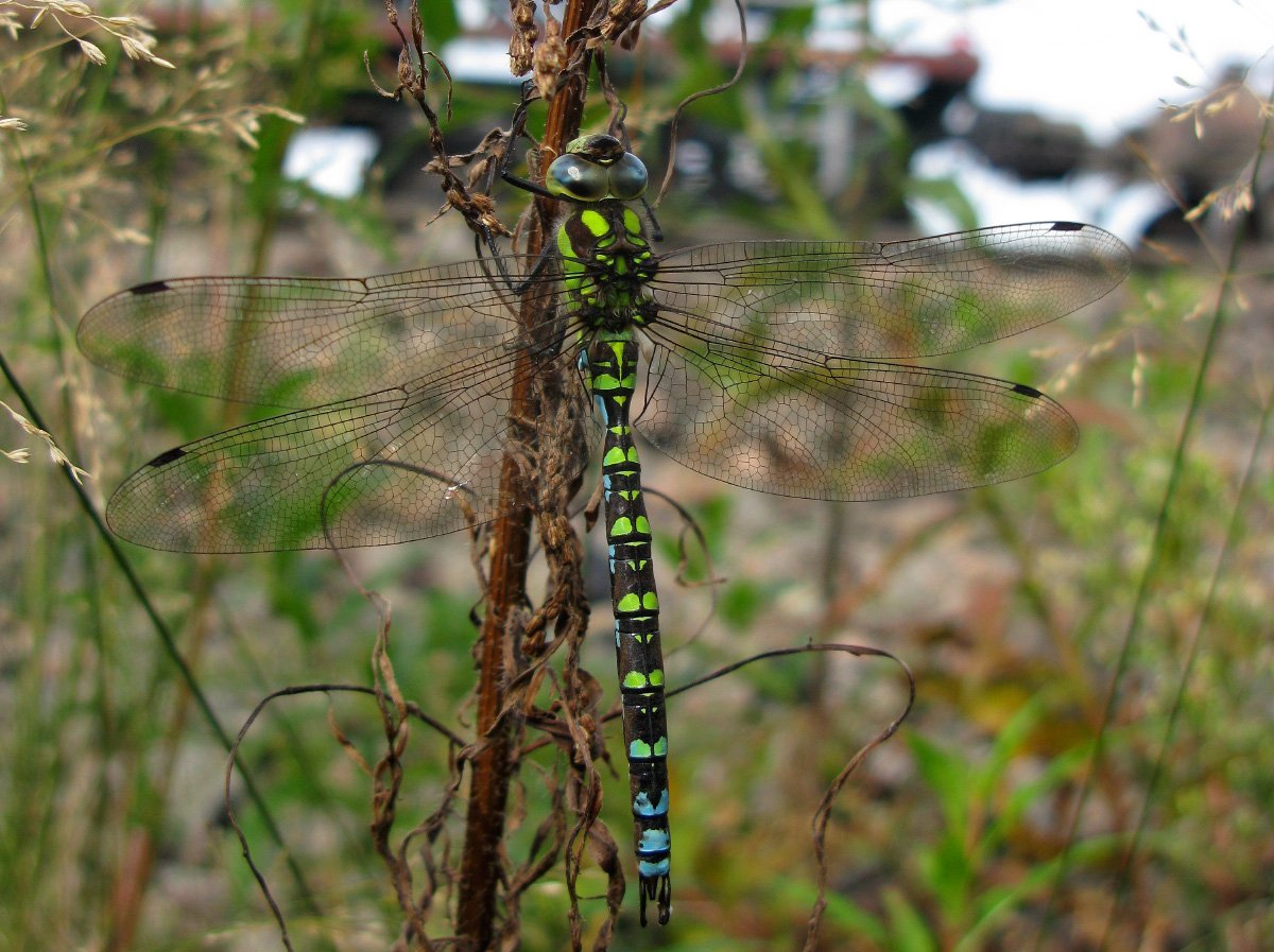 Коромысло субарктическое