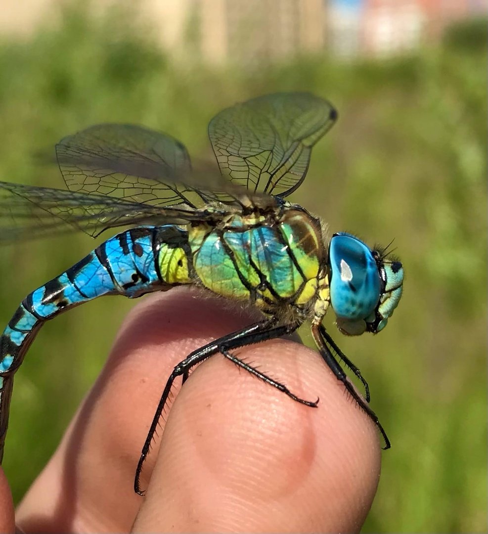 Коромысло зеленобокое