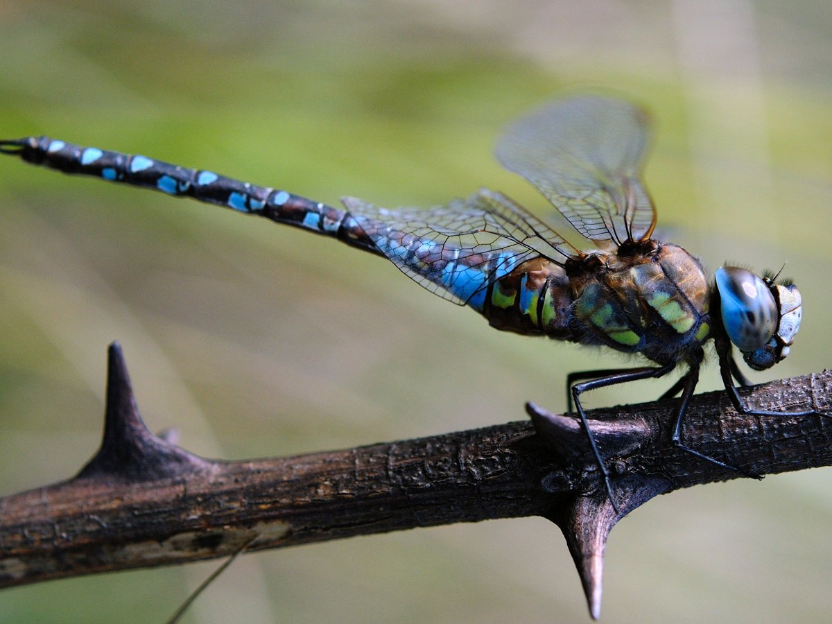 Стрекоза Aeshna mixta