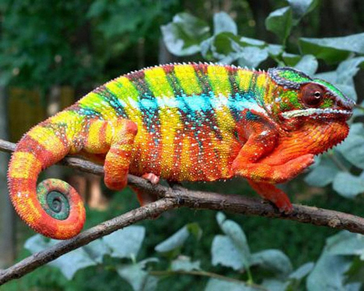 Мадагаскарский короткорогий хамелеон