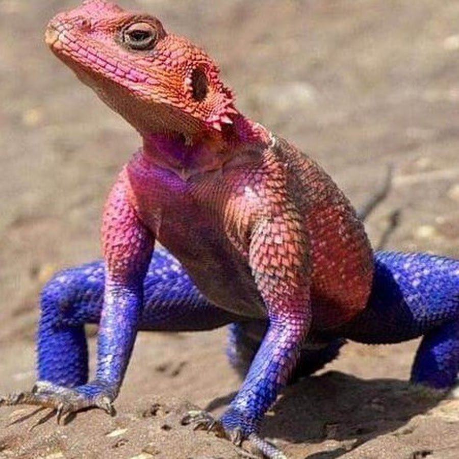 Красная агама ящерица