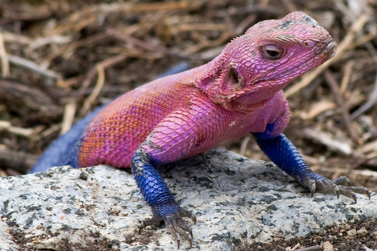 Африканская агама