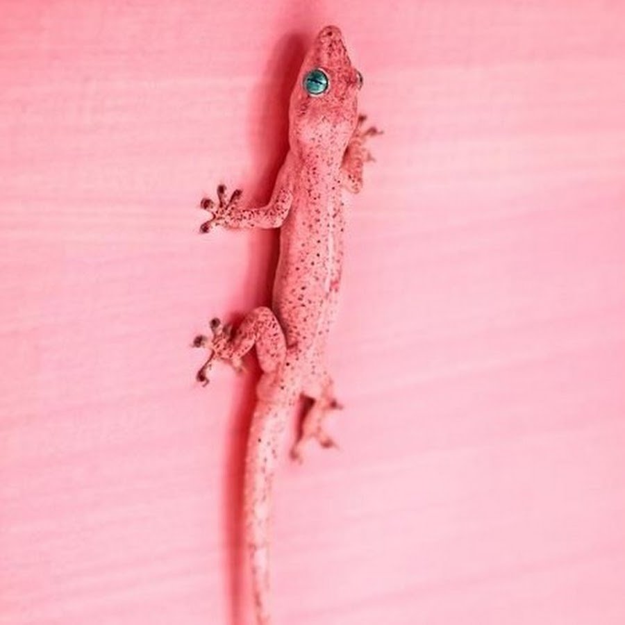 Розовая ящерица