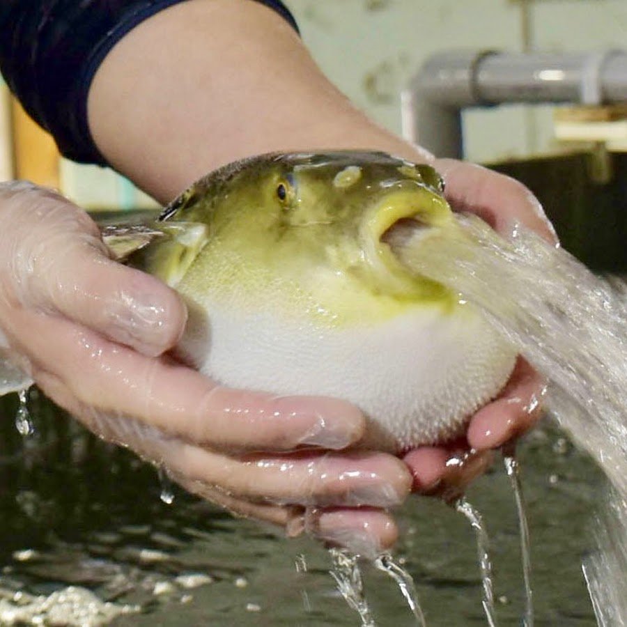 Французская кухня фуагра