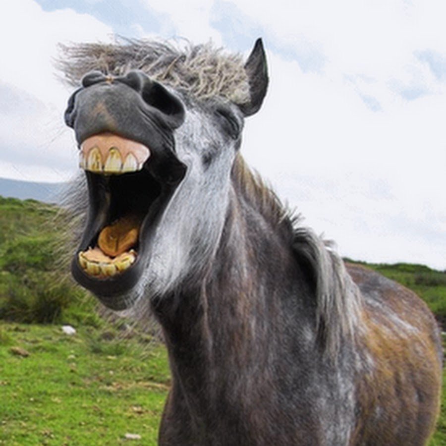 Ишак смеется