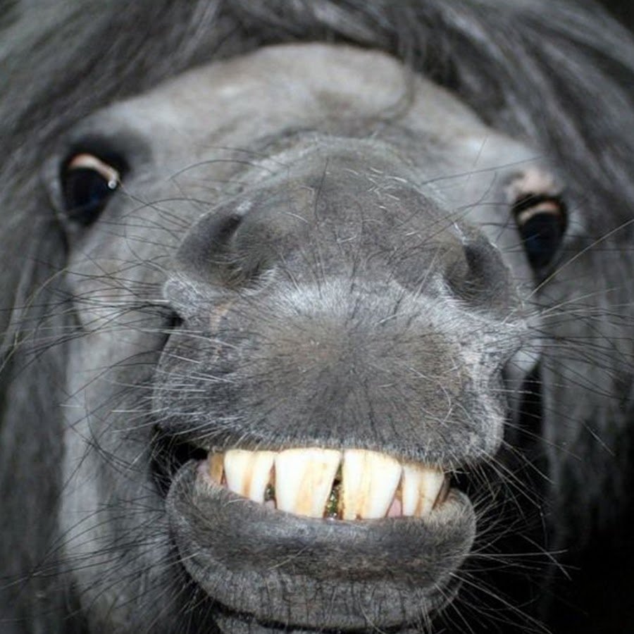 Серебристо-Буланая масть лошади