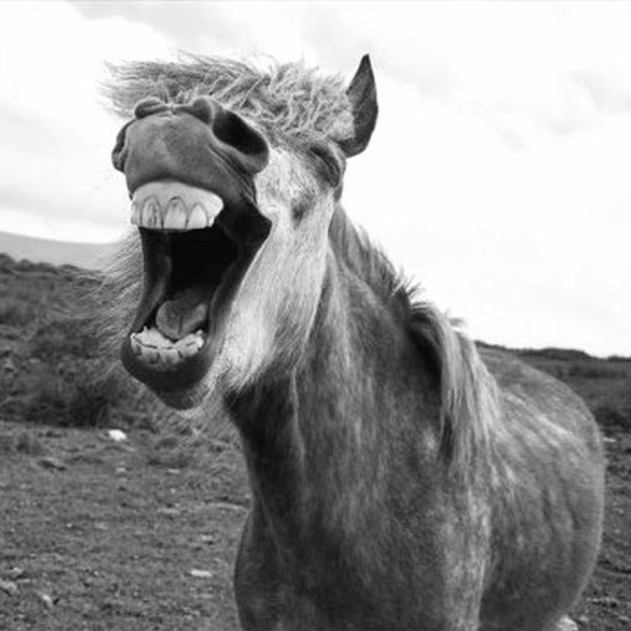 Сивая масть лошади