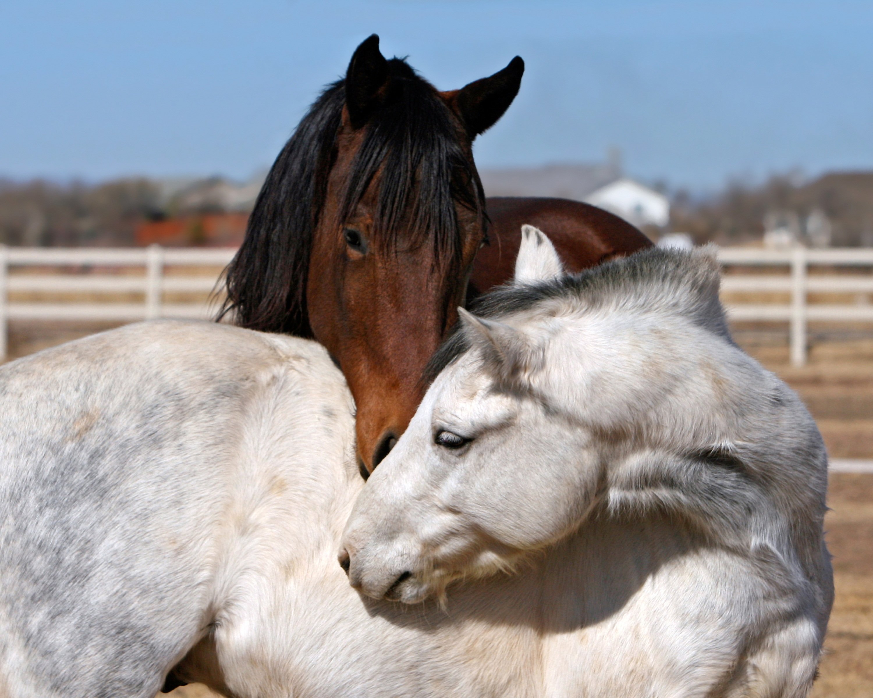 Несколько лошадок. Пара лошадей. Две лошади. Любовь лошадей. Лошади обнимаются.