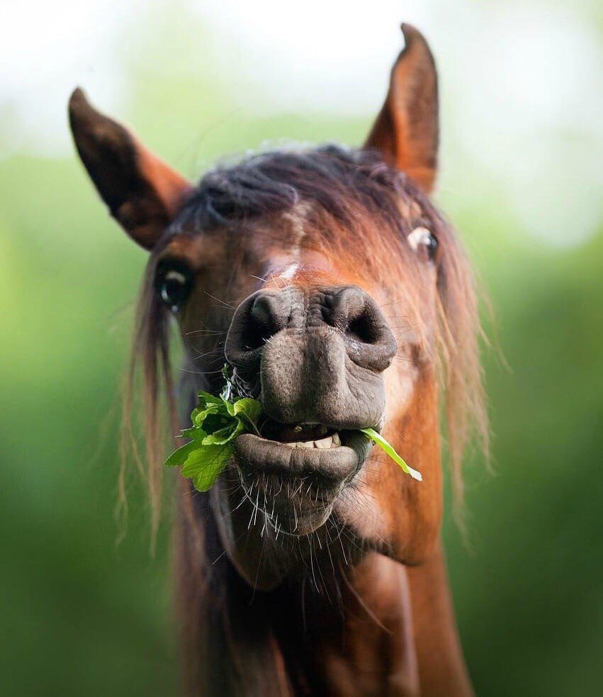 Конченая лошадь