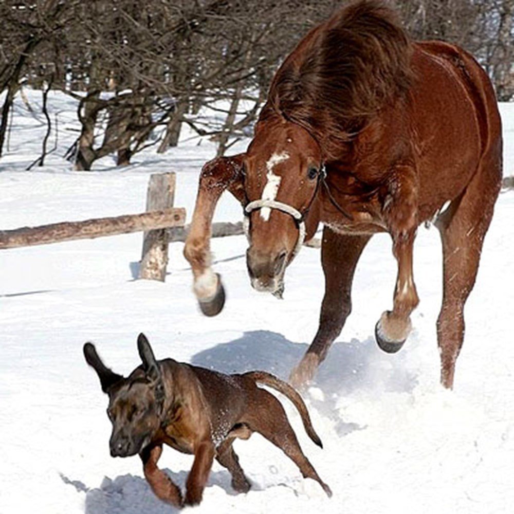 Вороно-Чалая масть