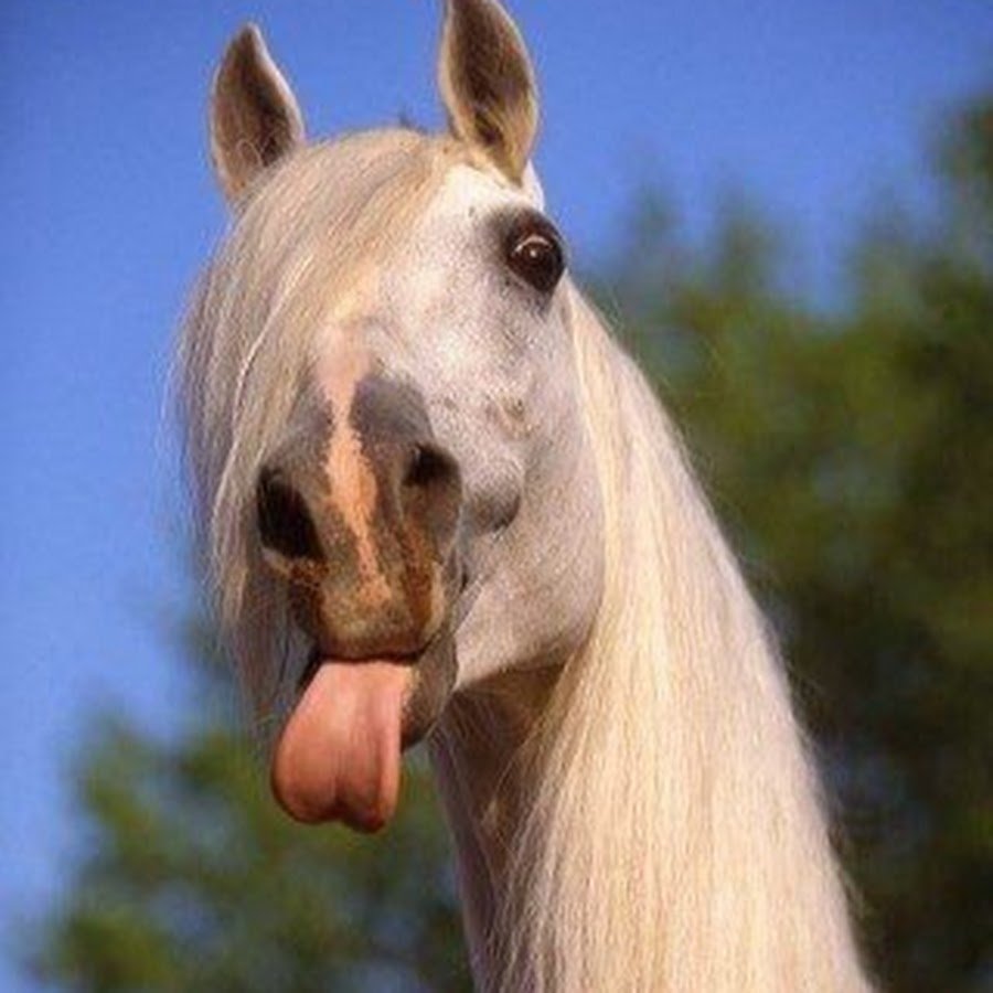 Сивая кобыла