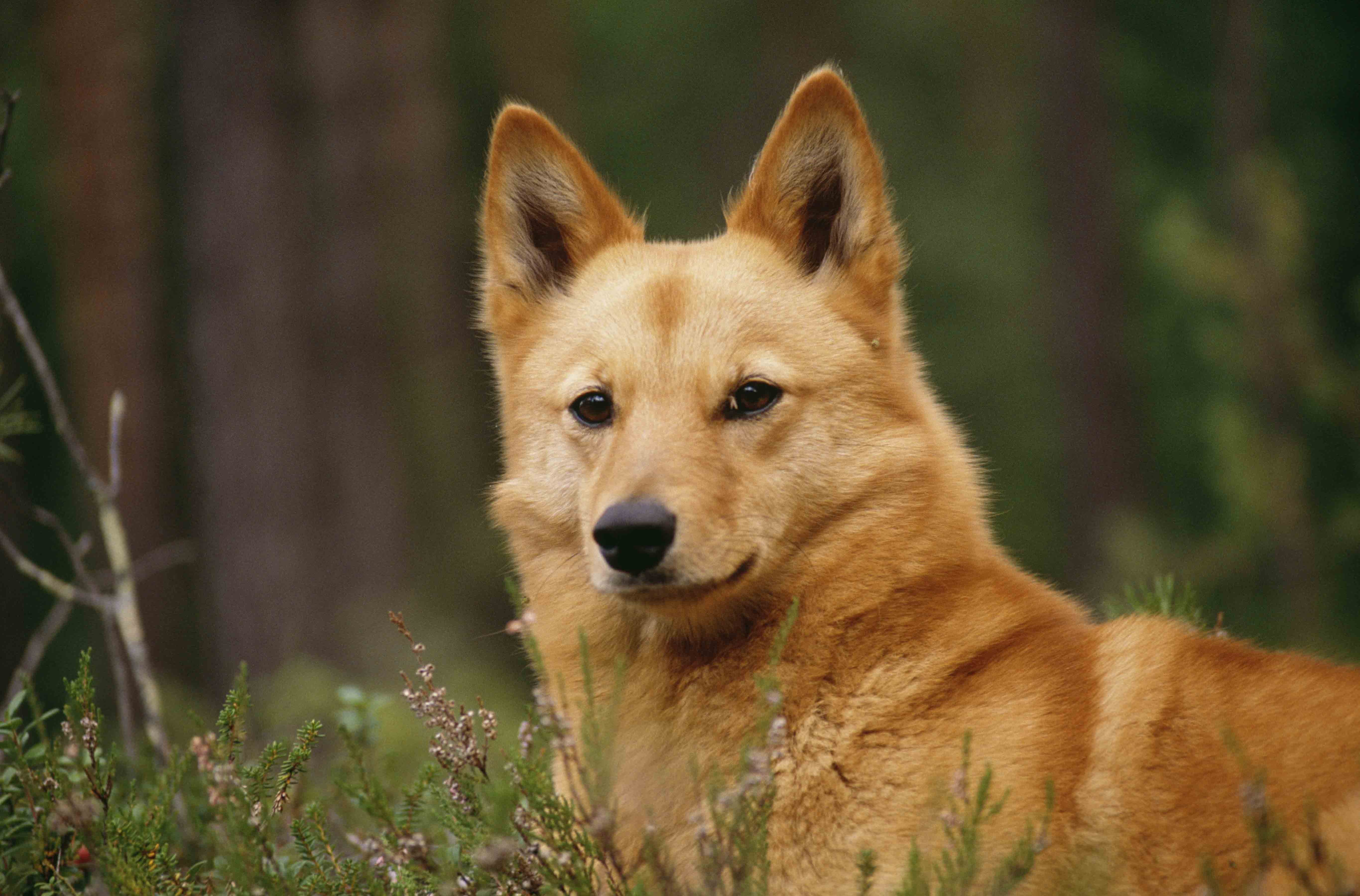 Породы рыжих собак. Карело-финская лайка. Собака финский шпиц. Карело-финская лайка + Акита. Карело финская овчарка.