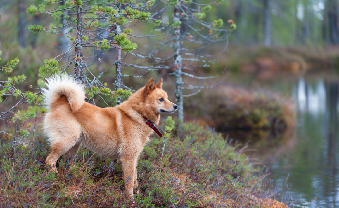Рыжая собака в снегу