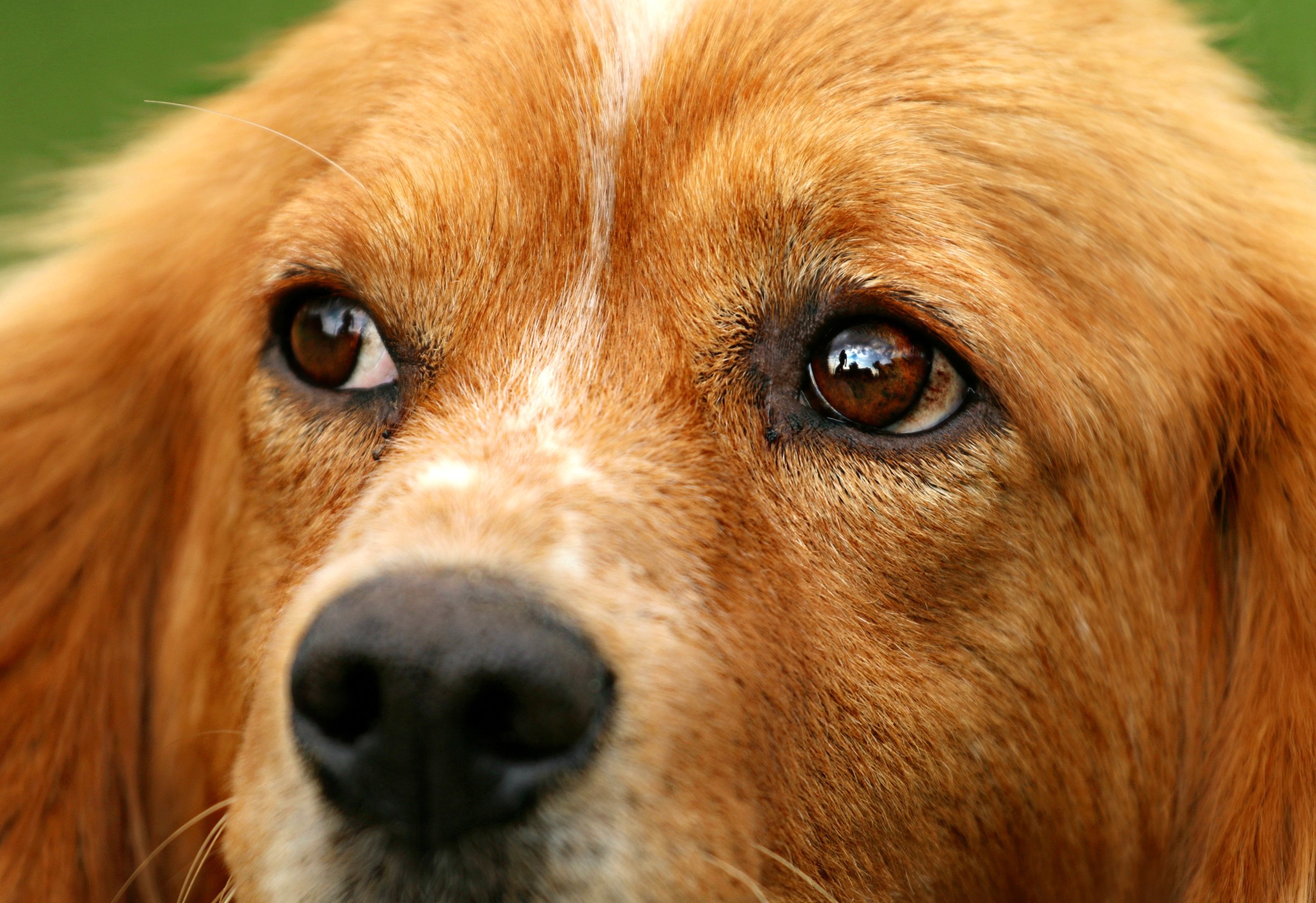 Red pets. Рыжая собака. Собака с рыжими глазами. Глаза собаки. Зеленоглазые собаки.