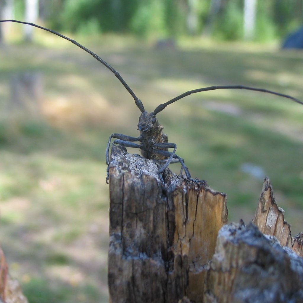 Майский Жук прикол