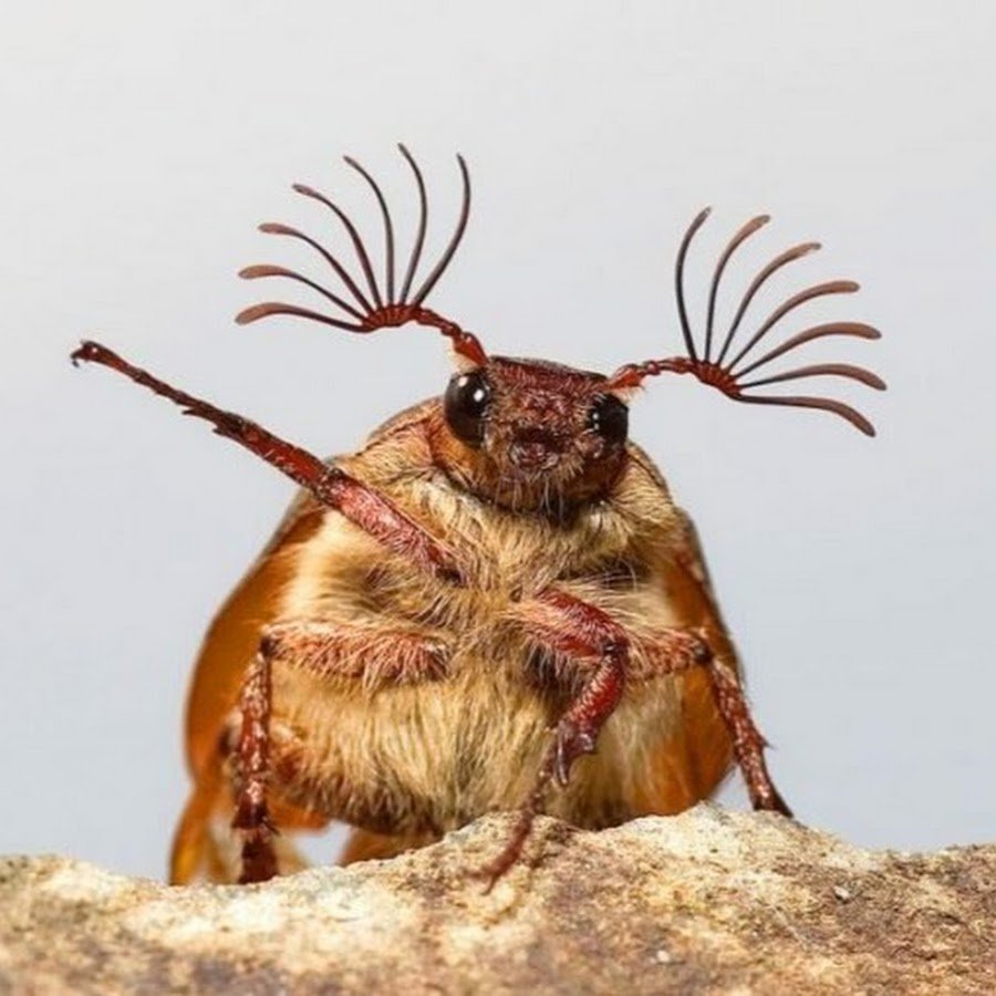 Забавные насекомые