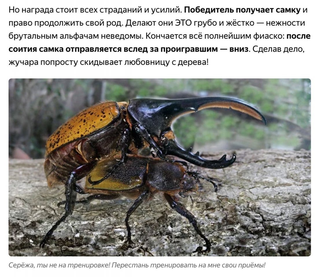 Смешной Жук