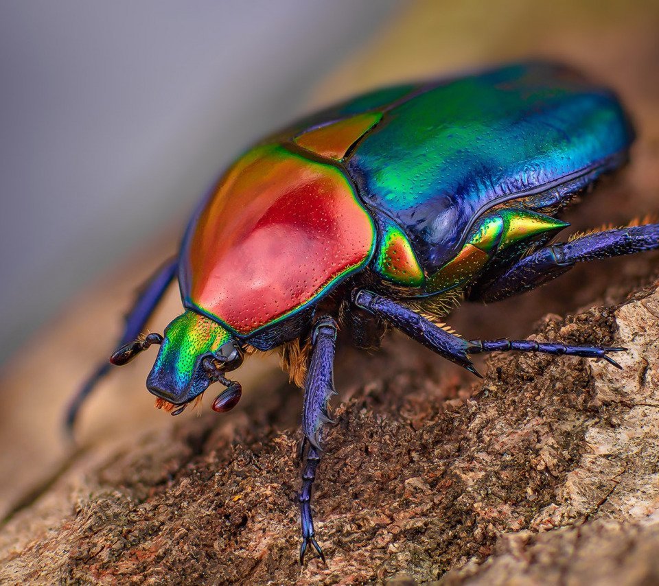 Жук-пожарник фото крупным планом