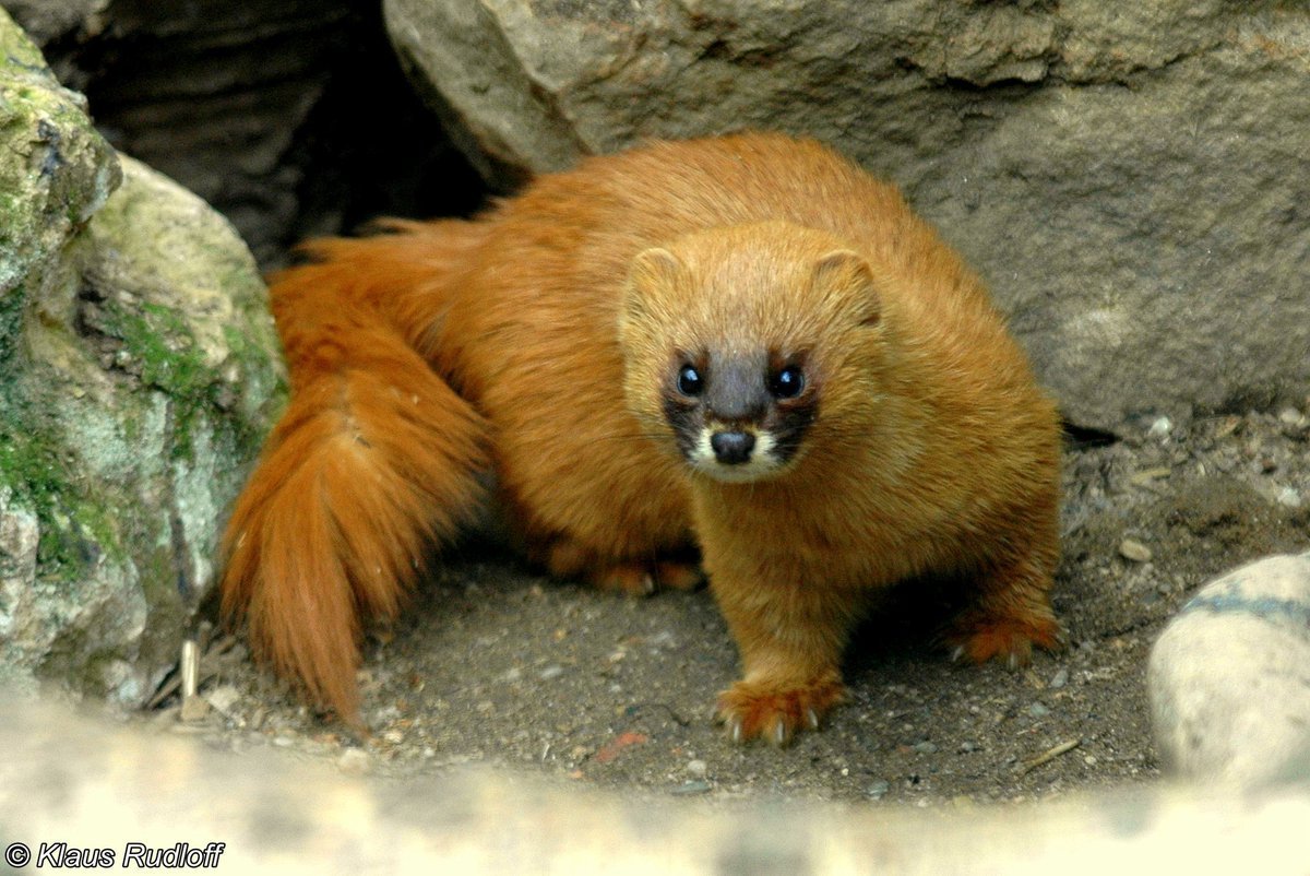 Колонок – Mustela sibirica Pallas