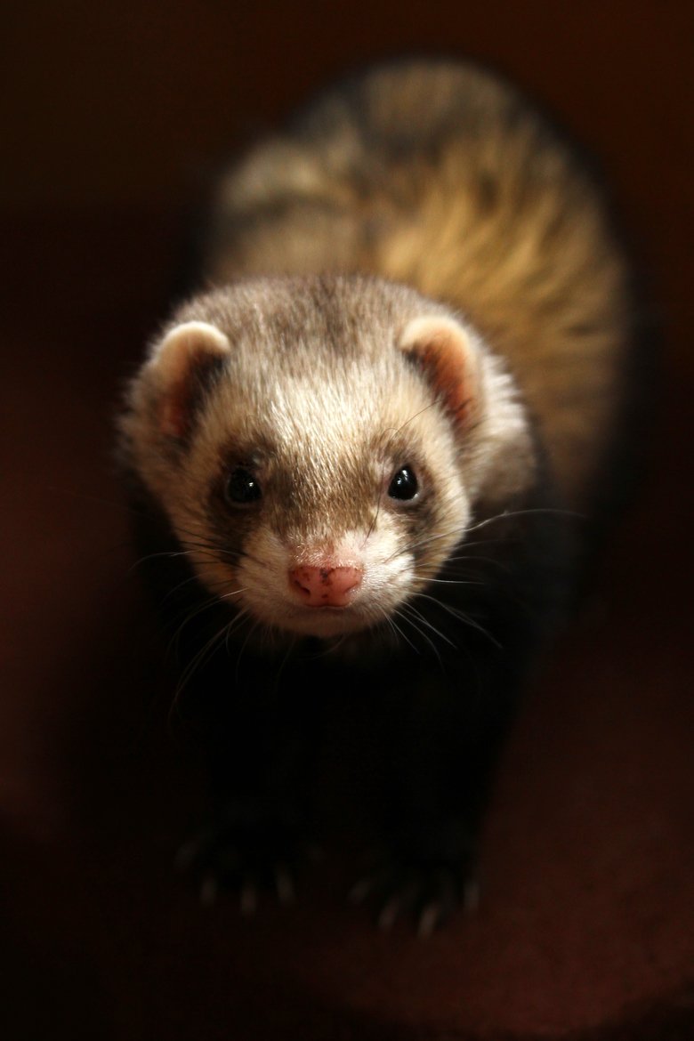 Хонорик домашний