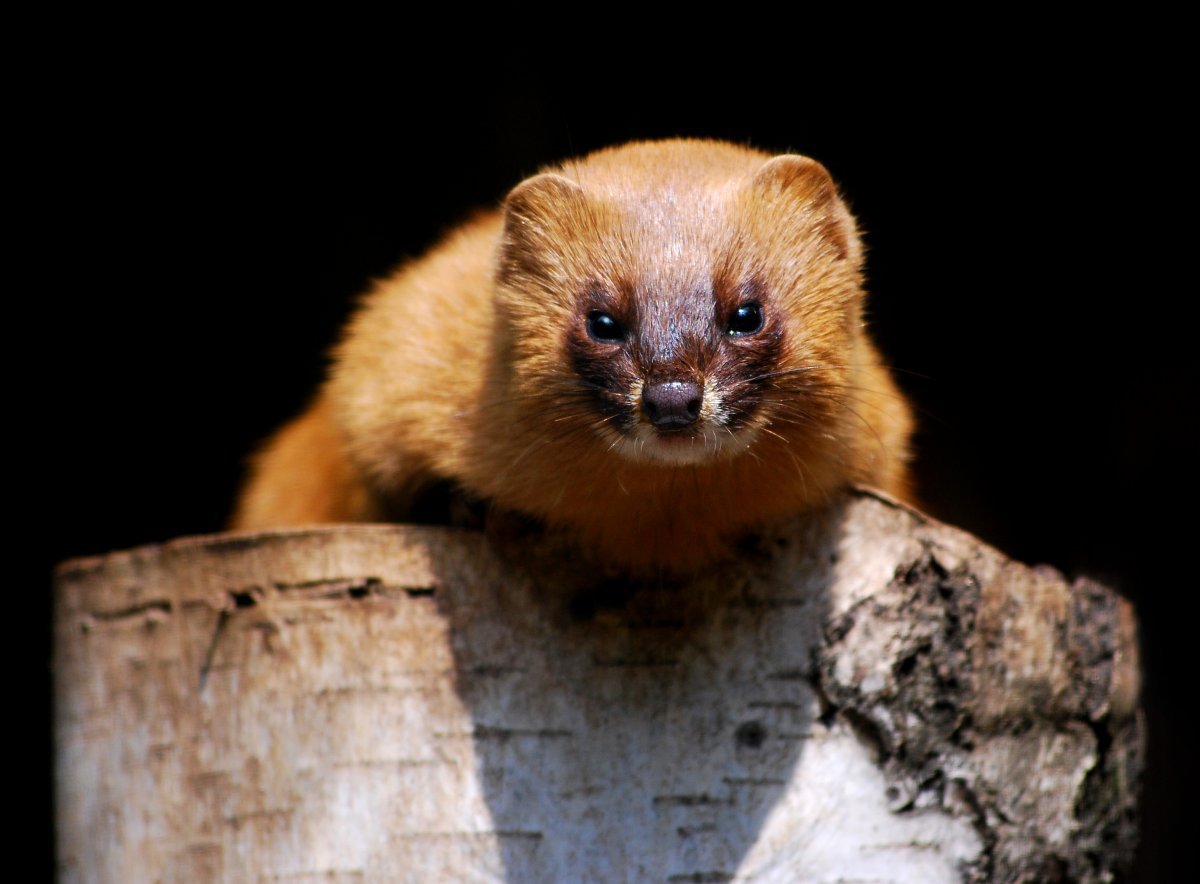 Колонок Mustela sibirica