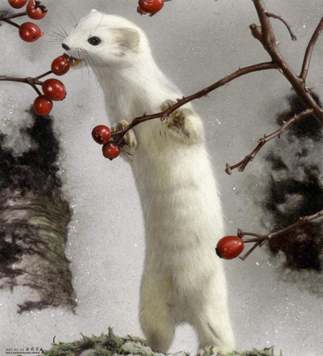 Животные тундры горностай