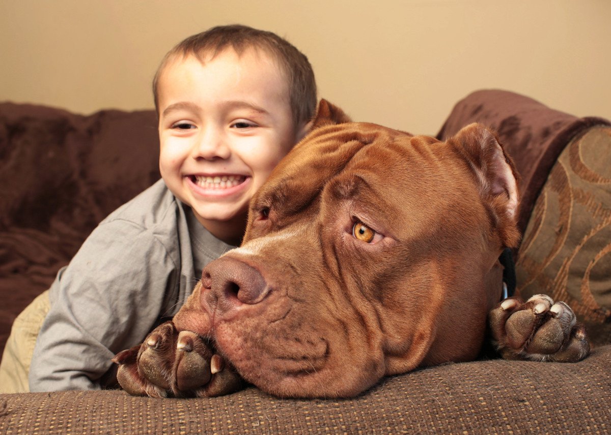 Английский мастиф Зевс