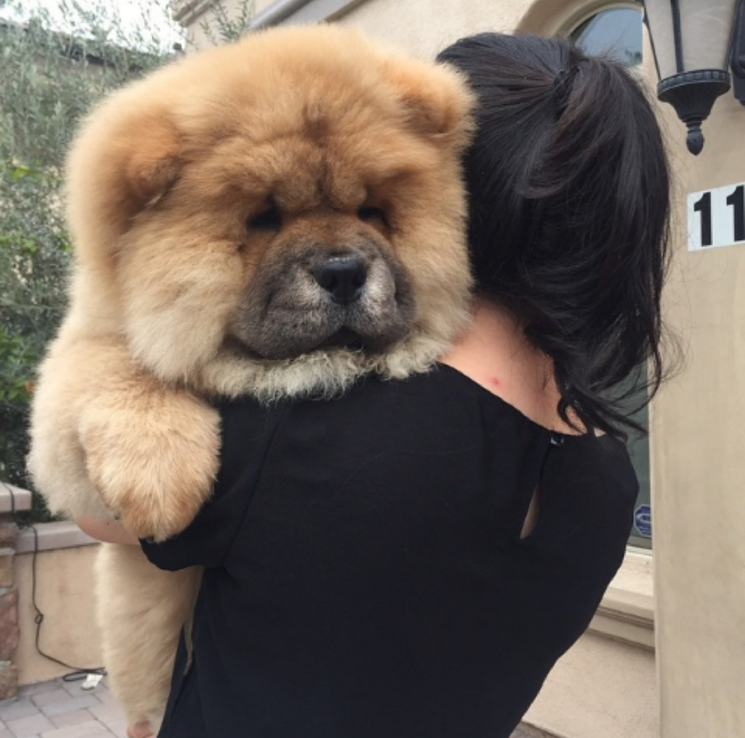 Самый большой питбуль в мире Халк