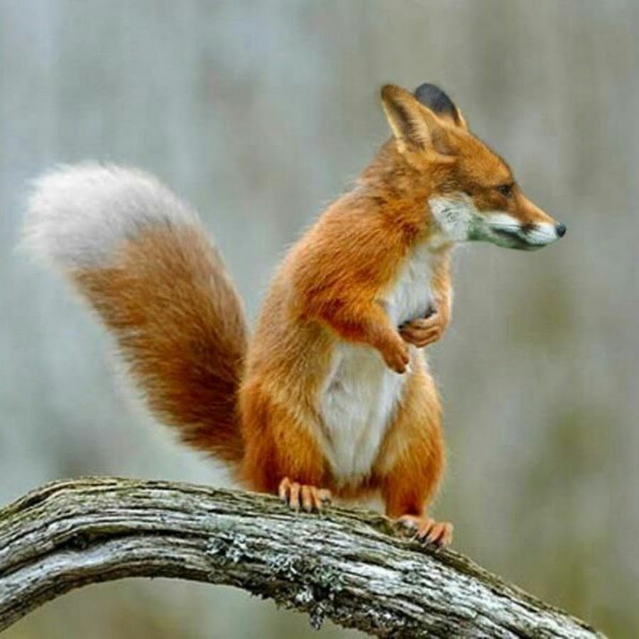 Лисы и белки