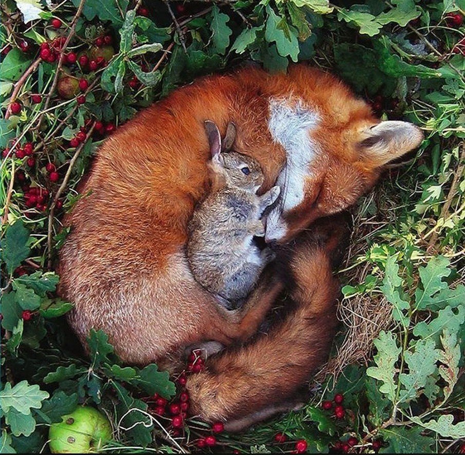 Лиса и кролик