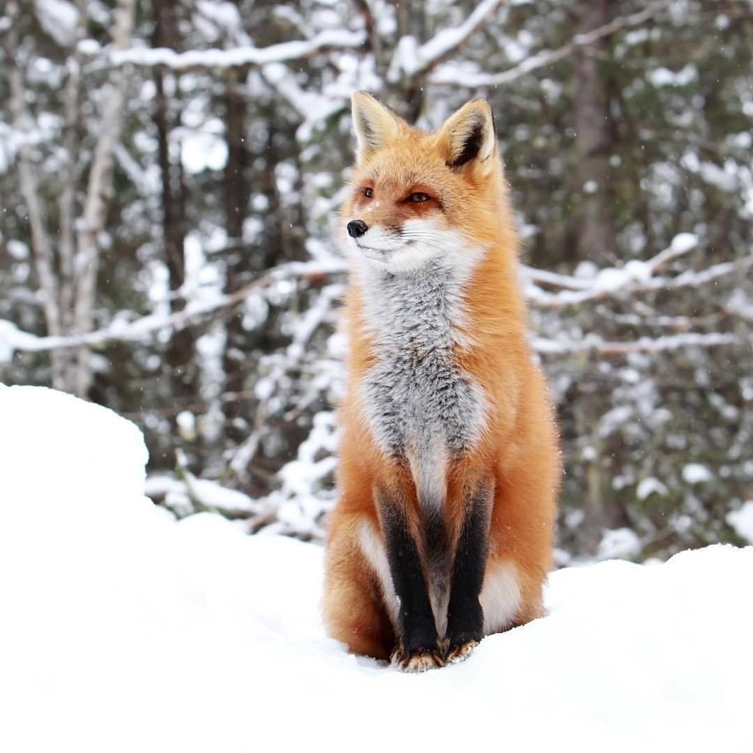 Лисенок зимой