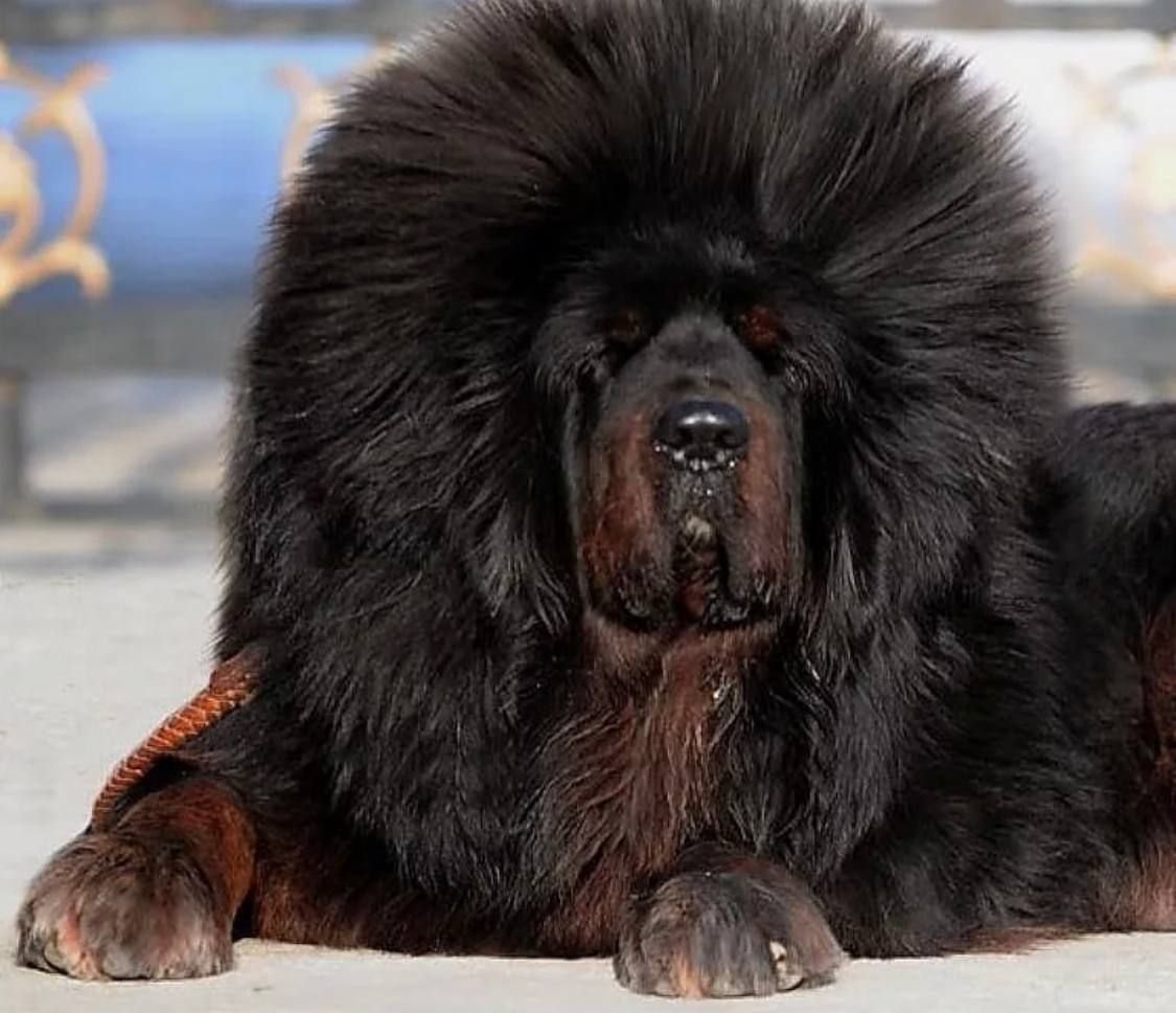 Топ топ 5 самых самых больших собак мира